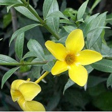 allamanda-vareigated - treekart