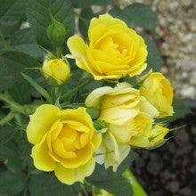 rose-miniature-yellow - treekart