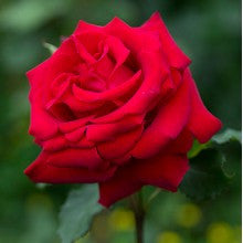 rose-red - treekart