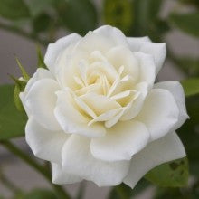 rose-white - treekart