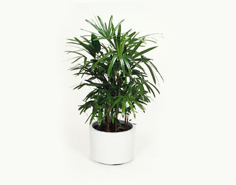 Rhapis excelsa - Rhapis Palm - treekart