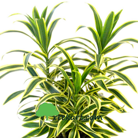 Song of India (Dracaena reflexa)