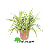 Air Purifying Plants (Combo)