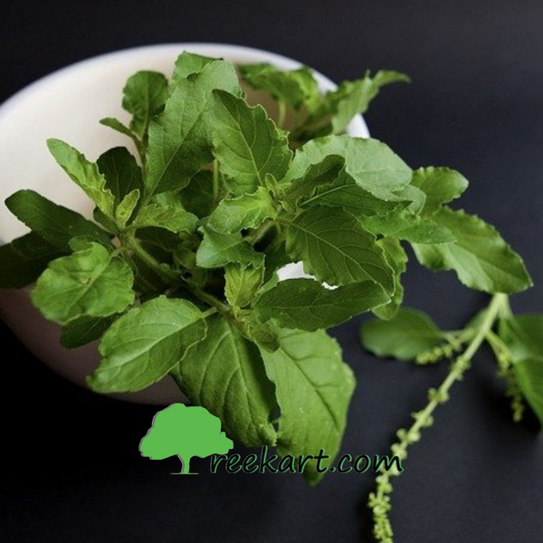Basil plant online, plants online, Basil plants online in Hyderabad