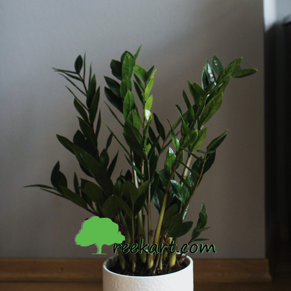 Buy Zamioculcas ZZ Plant online in Hyderabad | India  Treekart.com
