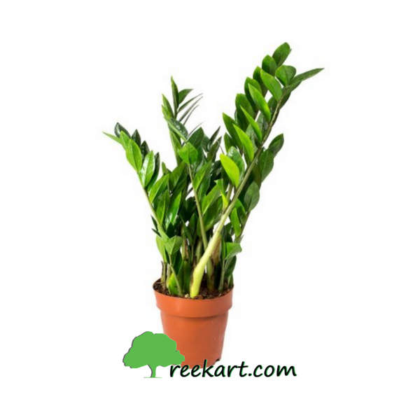 Buy Air Purifying Plants Online Plants Online Hyderabad