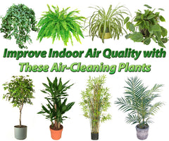 Air Purifying Plants