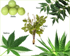 Medicinal Plants