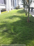 Bermuda Grass Seeds - treekart
 - 4