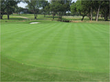 Bentgrass Seeds - treekart
 - 2