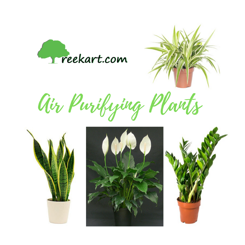 Buy Air Purifying Plants Online Plants Online Hyderabad