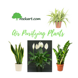 best air purifying plants