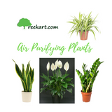 peace lily india hyderabad Buy Peace lily online