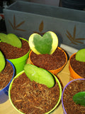 Hoya Kerrii (Sweetheart Plant / Valentine Hoya) - treekart
 - 3