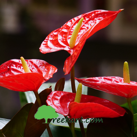 Anthurium Red (Flamingo Lily)