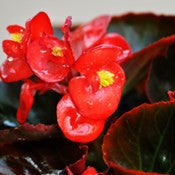 Begonia-Red - treekart
