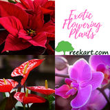 Exotic Flower Plants (Combo)
