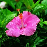 Hibiscus-New-Light-Pink - treekart
