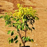 Ficus-Reginald - treekart
