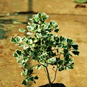 Ficus-Triangularis - treekart
