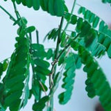 Gunja-Ratti-Plant-Gurivinda - treekart
