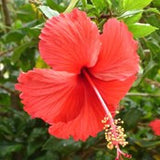 Hibiscus-Red - treekart
