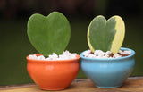 Hoya Kerrii (Sweetheart Plant / Valentine Hoya) - treekart
 - 1