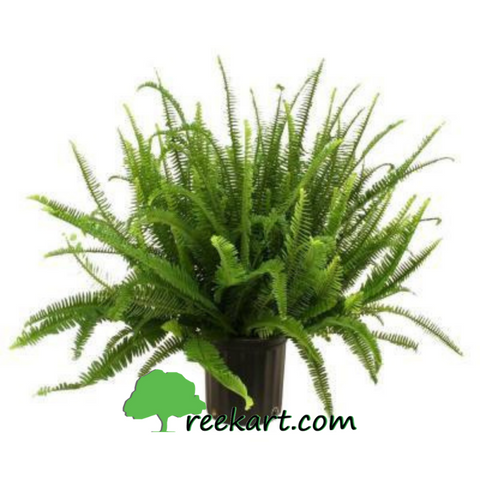 #KimberleyQueen #Bostonfern #IndoorPlants #lowsunlightplants #fernsonline #plantsonline