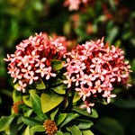 Mini-Ixora-Pink - treekart
