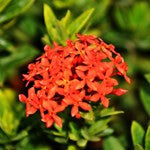 Mini-Ixora-Red - treekart
