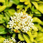 Mini-Ixora-White - treekart
