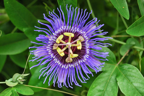Passion Flower (passiflora) - treekart
