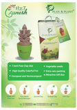Plant Ganesh Package