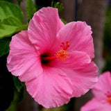hibiscus-pink - treekart

