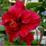 hibiscus-red-double - treekart
