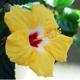 hibiscus-yellow - treekart
