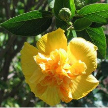 hibiscus-yellow-double - treekart
