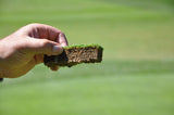 Bentgrass Seeds - treekart
 - 1