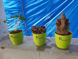 Growing Plant Ganesh 