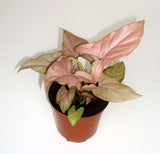 Syngonium - treekart
 - 2
