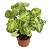 Syngonium - treekart
 - 3