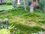 Zoysia Turf Feather Grass Seeds - treekart
 - 2