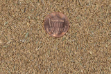 Kentucky Blue Grass Seeds - treekart
 - 2