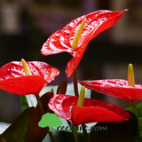 Exotic Flower Plants (Combo)