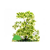 Aralia-Variegated