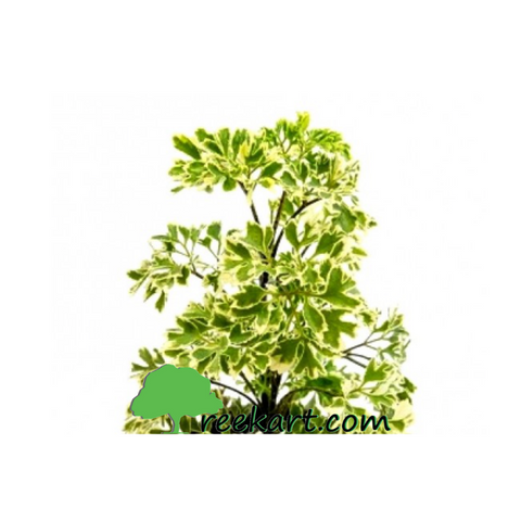 Aralia-Variegated