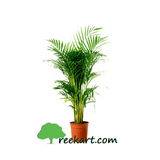 Areca Palm