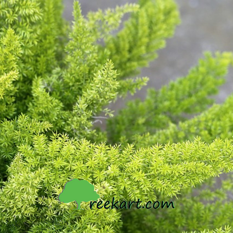 Asparagus-Fern