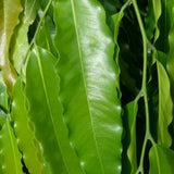 Ashoka-longifolia - treekart
