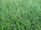 Bahia grass seeds - treekart
 - 1